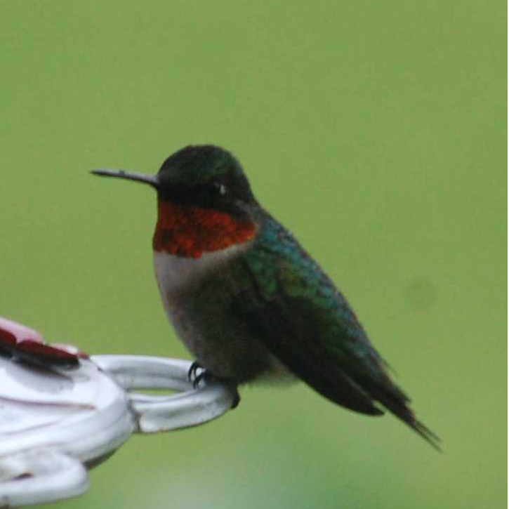 Satya's Sewing Help Center home page